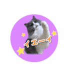 YouTuberまーくんの猫わたげ(サイベリアン)（個別スタンプ：29）
