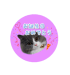 YouTuberまーくんの猫わたげ(サイベリアン)（個別スタンプ：30）