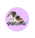YouTuberまーくんの猫わたげ(サイベリアン)（個別スタンプ：32）
