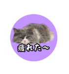 YouTuberまーくんの猫わたげ(サイベリアン)（個別スタンプ：33）