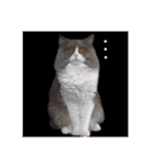 YouTuberまーくんの猫わたげ(サイベリアン)（個別スタンプ：34）