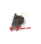 YouTuberまーくんの猫わたげ(サイベリアン)（個別スタンプ：36）