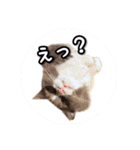 YouTuberまーくんの猫わたげ(サイベリアン)（個別スタンプ：37）