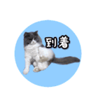 YouTuberまーくんの猫わたげ(サイベリアン)（個別スタンプ：39）