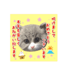 YouTuberまーくんの猫わたげ(サイベリアン)（個別スタンプ：40）