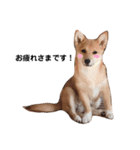 ダックス＆ミックス犬（個別スタンプ：1）