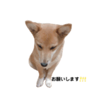 ダックス＆ミックス犬（個別スタンプ：2）