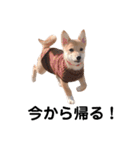 ダックス＆ミックス犬（個別スタンプ：3）