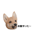 ダックス＆ミックス犬（個別スタンプ：4）