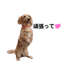 ダックス＆ミックス犬（個別スタンプ：5）
