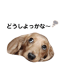 ダックス＆ミックス犬（個別スタンプ：6）