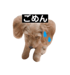ダックス＆ミックス犬（個別スタンプ：8）