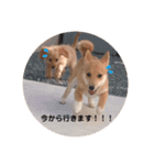 ダックス＆ミックス犬（個別スタンプ：9）