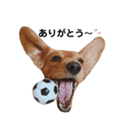 ダックス＆ミックス犬（個別スタンプ：10）