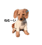 ダックス＆ミックス犬（個別スタンプ：11）