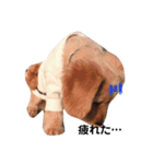 ダックス＆ミックス犬（個別スタンプ：12）