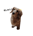 ダックス＆ミックス犬（個別スタンプ：13）