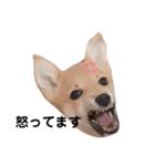 ダックス＆ミックス犬（個別スタンプ：14）