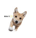 ダックス＆ミックス犬（個別スタンプ：16）