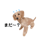 ダックス＆ミックス犬（個別スタンプ：18）