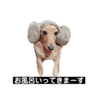 ダックス＆ミックス犬（個別スタンプ：19）