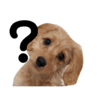 ダックス＆ミックス犬（個別スタンプ：20）