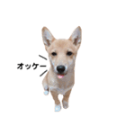 ダックス＆ミックス犬（個別スタンプ：22）