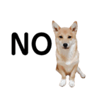 ダックス＆ミックス犬（個別スタンプ：23）
