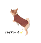 ダックス＆ミックス犬（個別スタンプ：24）