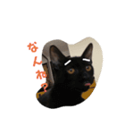 博多おさんぽねこ！（個別スタンプ：3）