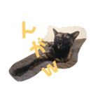 博多おさんぽねこ！（個別スタンプ：4）