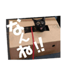 博多おさんぽねこ！（個別スタンプ：8）
