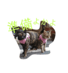 博多おさんぽねこ！（個別スタンプ：11）