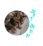 博多おさんぽねこ！（個別スタンプ：12）