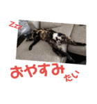 博多おさんぽねこ！（個別スタンプ：13）