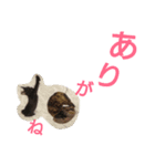 博多おさんぽねこ！（個別スタンプ：14）