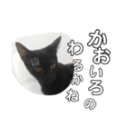 博多おさんぽねこ！（個別スタンプ：15）