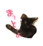 博多おさんぽねこ！（個別スタンプ：16）