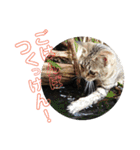 博多おさんぽねこ！（個別スタンプ：17）