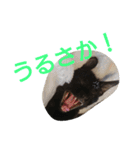 博多おさんぽねこ！（個別スタンプ：21）
