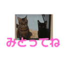 博多おさんぽねこ！（個別スタンプ：24）