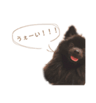 pom  simple stamp（個別スタンプ：25）