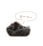 pom  simple stamp（個別スタンプ：28）