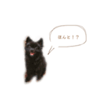 pom  simple stamp（個別スタンプ：38）