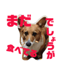 ぽっちゃりコーギーはなさんの日常。7（個別スタンプ：2）