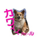 ぽっちゃりコーギーはなさんの日常。7（個別スタンプ：3）