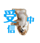 ぽっちゃりコーギーはなさんの日常。7（個別スタンプ：5）