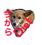 ぽっちゃりコーギーはなさんの日常。7（個別スタンプ：7）