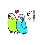 青いセキセイインコ（個別スタンプ：11）