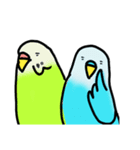 青いセキセイインコ（個別スタンプ：13）